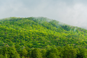 tropical green mountain forest and cloudy sky