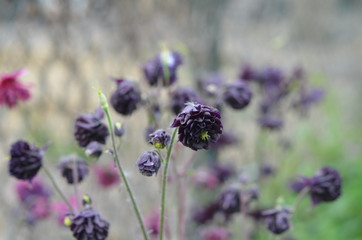 Почти черные пурпурные махровые цветы водосбора Aquilegia vulgaris