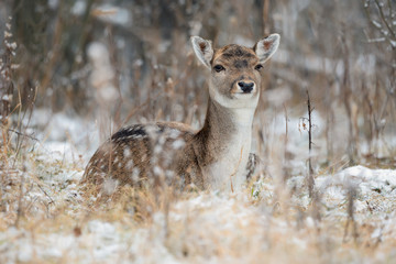 Spotted Graceful Doe, Looking At You. Fallow Deer (Dama Dama) In The Summer Color, Lies On The Snow Among The Reeds. A female European deer rests on the snow