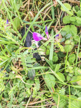 Common vetch or arbeja