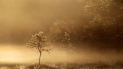 Fototapeta na wymiar Pine Tree in the Mist