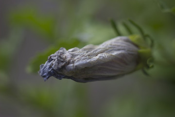 Corrugated flower bud on a nature background
