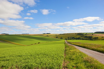 Fototapeta premium A small country road through pea fields on the scenic Yorkshire wolds in summertime