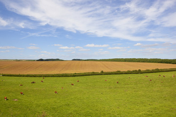 grazing hereford cows