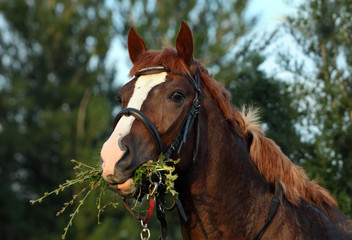 Arabian horse eating in soft green grass in the field