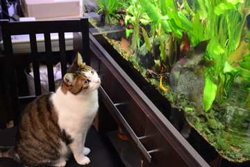Chat devant l'aqurarium