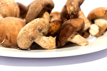 Shiitake Mushroom on white plate isolated on white