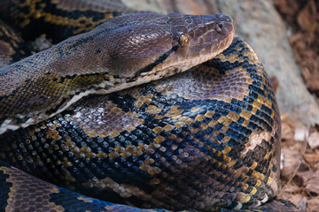 FUENGIROLA, ANDALUCIA/SPAIN - JULY 4 : Reticulated Python (Python reticulatus) in the Bioparc Fuengirola Costa del Sol Spain on July 4, 2017