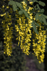 Isolated Vertical View Yellow Golden Chain Tree Flowers, Blossoms, Petals, Green Leaves, No Sky