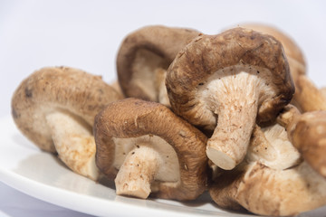 Shiitake Mushroom on white plate isolated on white
