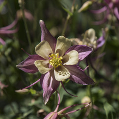 Isolated Close View Blooming Columbine Flowers, Bi-Color Fushia and Yellow Petals, Pale Yellow Pistils/Stamen/Centers, Green Leaves, Out of Focus Background, Daytime