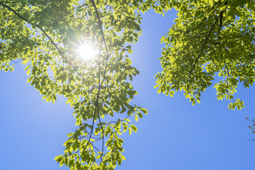 新緑の若葉と木洩れ日