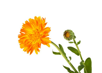 Naklejka premium Flowers with leaves Calendula on a white background. Medicinal herb.