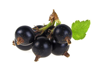 Black currant branch isolated on white background