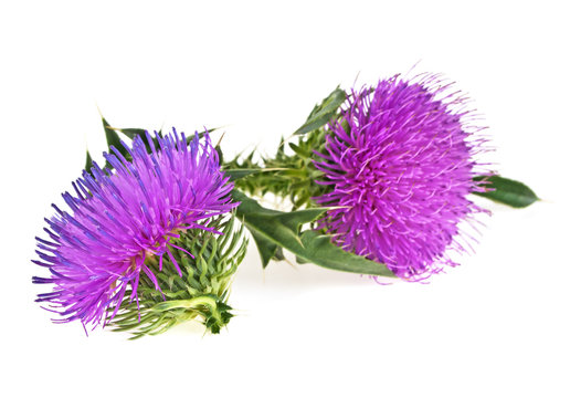 Milk thistle (Silybum) flowers isolated on a white background