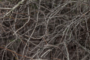 Tree branches without leaves.