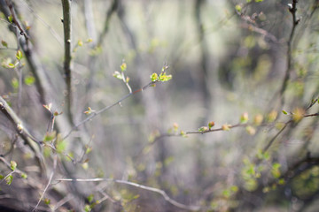 Spring. The first leaves. Shallow depth of field. Selective focus.