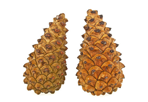 Brown pine cones isolated on a white background