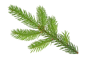 Fir tree branch isolated on a white background
