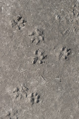 print the dog track on the concrete