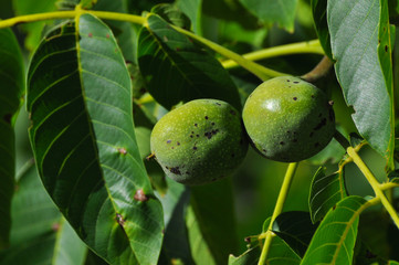 Fresh green walnuts on a walnut tree. Walnut tree full with a fruits of walnut