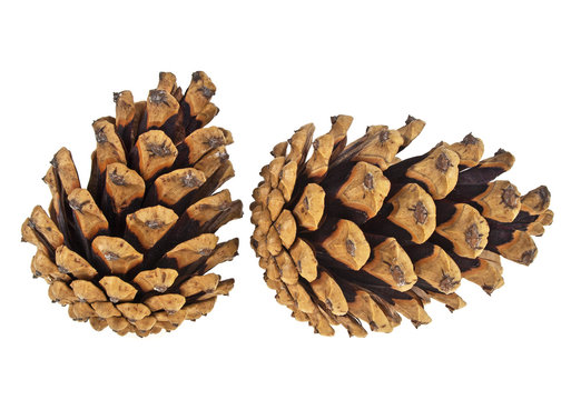Two pine cones isolated on white background