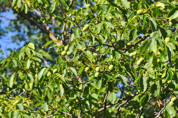 Fresh green walnuts on a walnut tree. Walnut tree full with a fruits of walnut