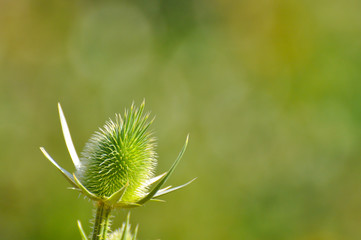 Teasel in nature, Natural background with an teasel flower in bloom