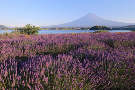 河口湖　大石公園のラベンダー畑と富士山