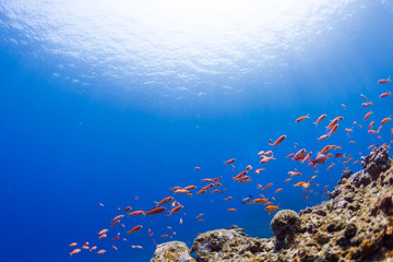 Clear Blue Sea and Red Fishes