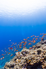Fototapeta na wymiar Clear Blue Sea and Red Fishes