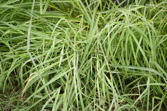 Brachiaria mutica grass in nature garden
