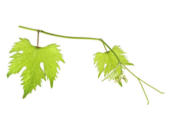 Grape leaves on branch isolated on a white background