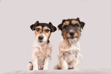 Fototapeta na wymiar Zwei Hunde vor weißem Hintergrund - Jack Russell Terrier - Haarart brorken und rau - 8 und 2 Jahre alt