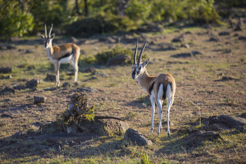 Thomson's Gazelle