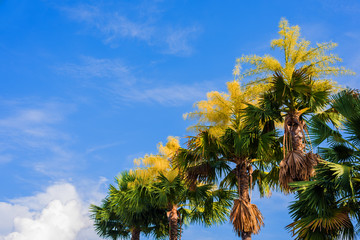 Fan palm tree on day time.