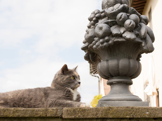 Fototapeta premium cat