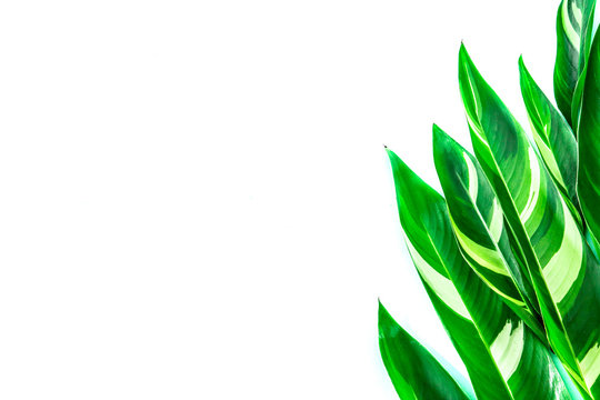 Fototapeta The Tropical green leaf on white background as frame border with copy space