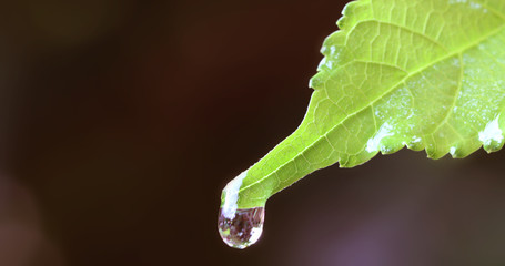 Close up water rain drop on fresh green leaf