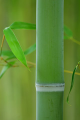 Obraz premium 緑の竹