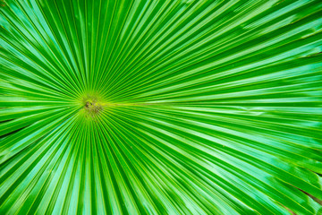 Closeup of livistona palm leaves in a garden,Green palm leaf close-up background