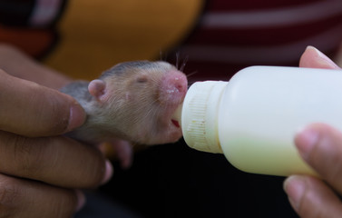 Feed milk to little bamboo rat.