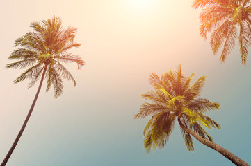 coconut tree at tropical coast, Vintage Tones,Warm tones