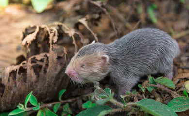 Little bamboo rat walking.