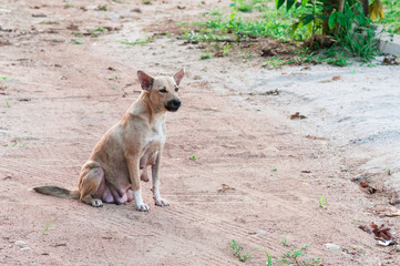Fototapeta na wymiar Old country female dog gray sitting on ground in the village.