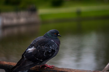 dove