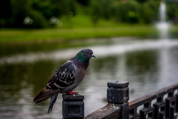 dove