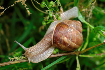 Closeup of a snail on a branch