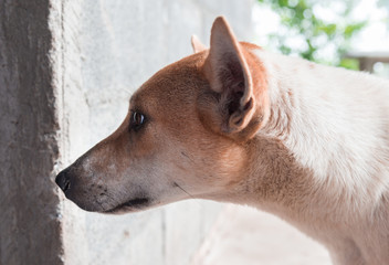 Close up head of country dog gray.