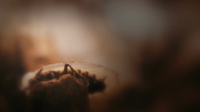 Portrait of a large cockroach